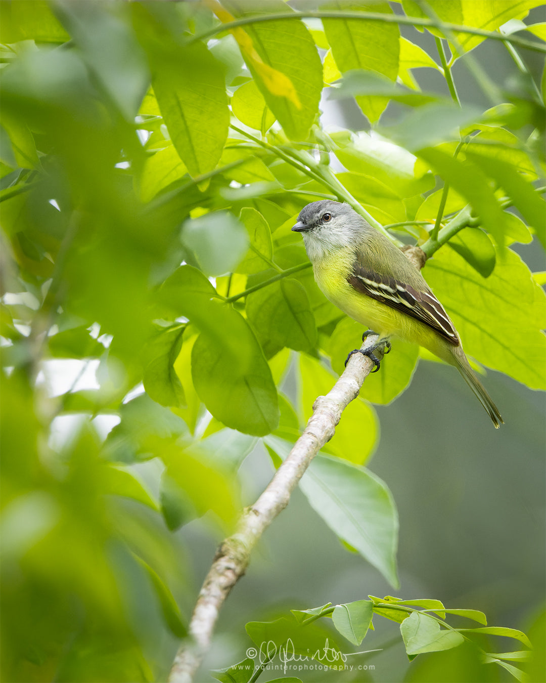 bird photo yellow crowned tyrannulet