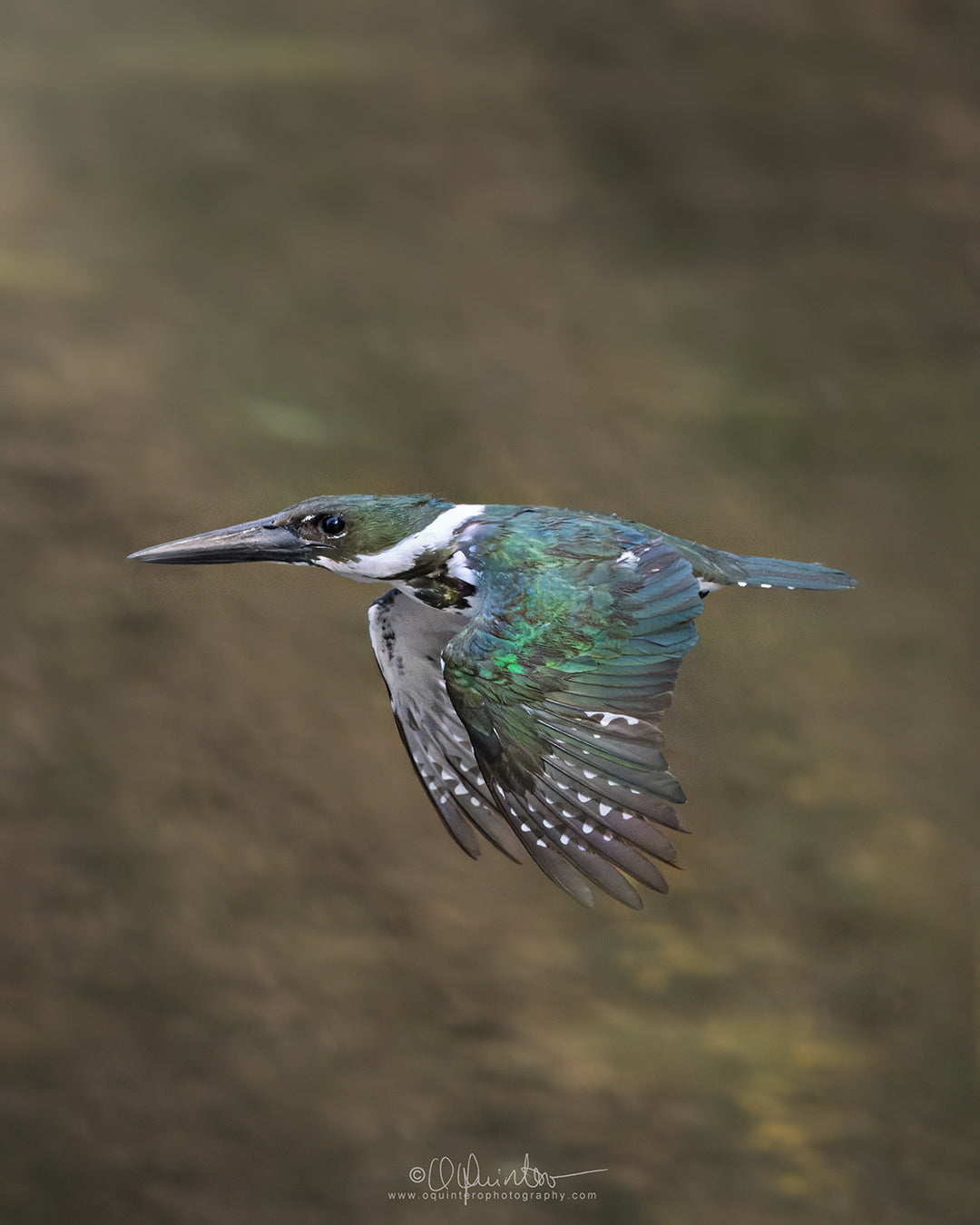 bird photo amazon kingfisher