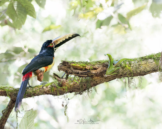 bird photo collared aracari by oquinterophotography