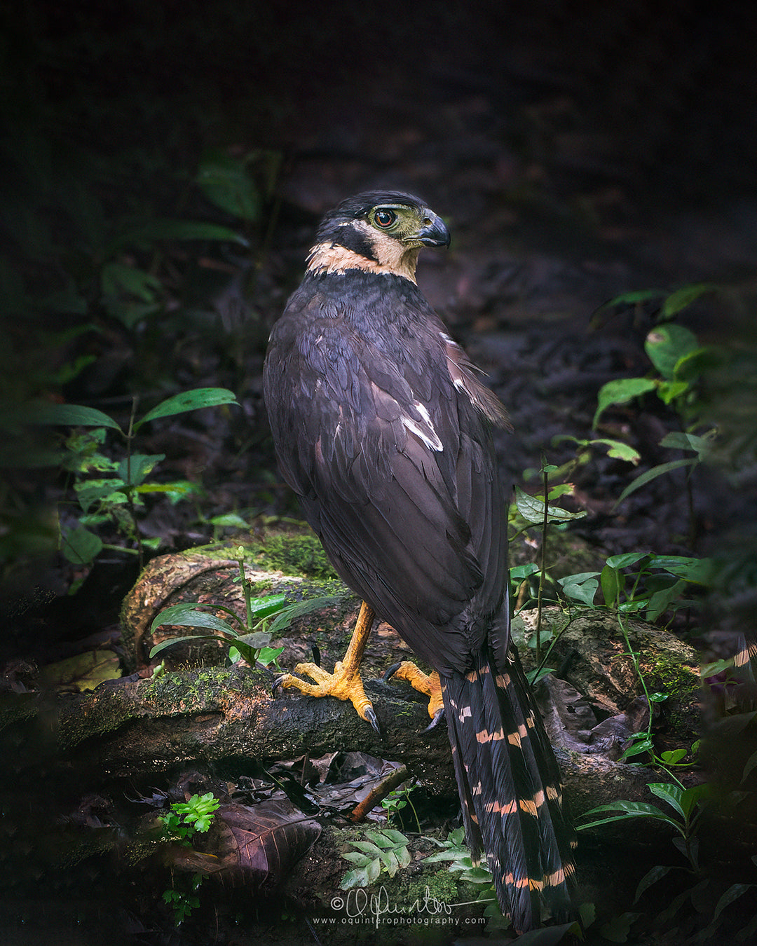 bird photo collared forest falcon