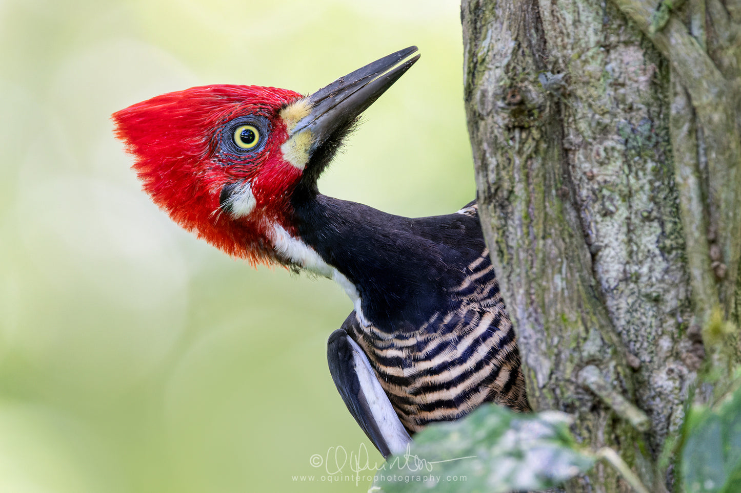 bird photo crimson crested woodpecker