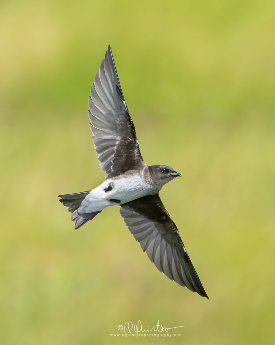 bird photo gray breasted martin in flight
