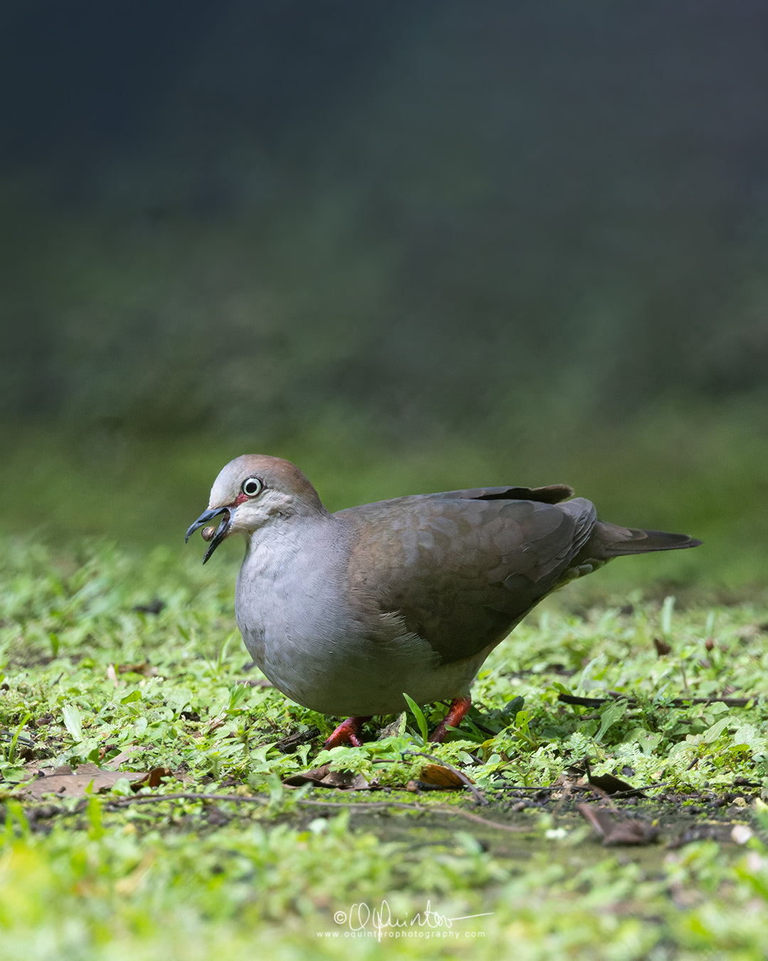bird photo gray chested dove