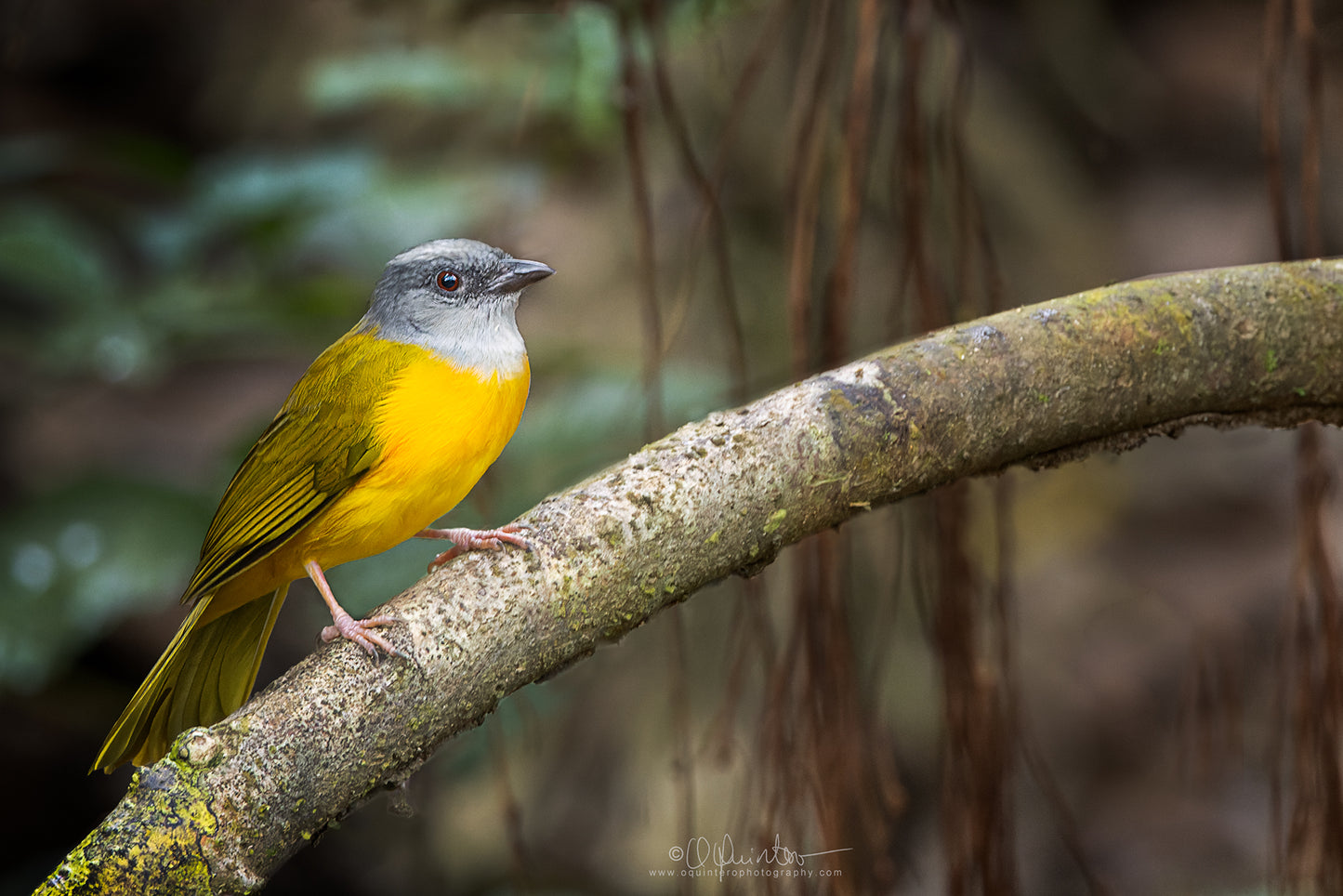 bird photo gray headed tanager