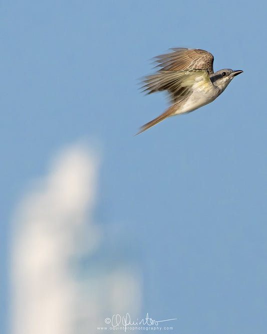 gray kingbird bird photo in flight by oquinterophotography