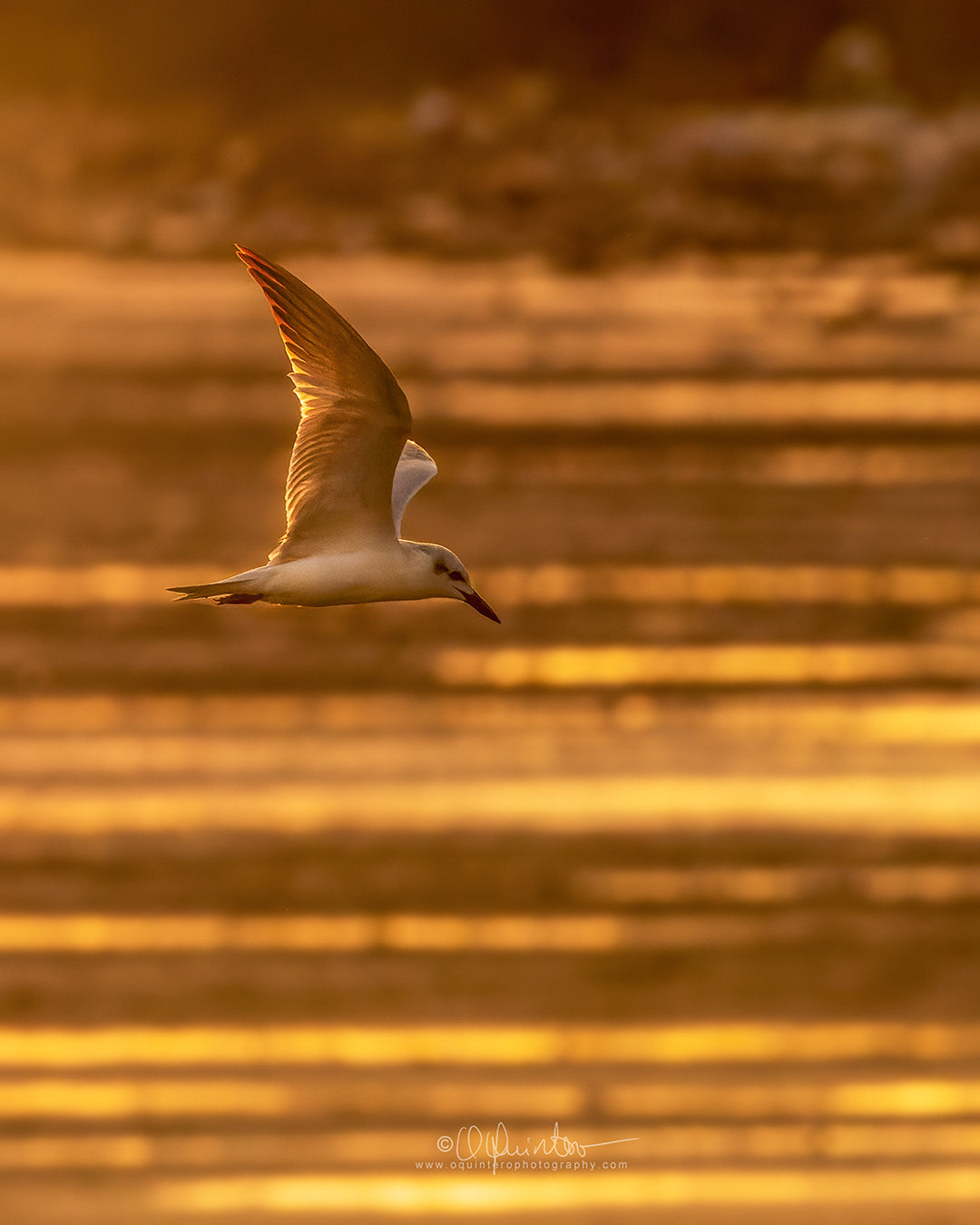 bird photo gull billed tern