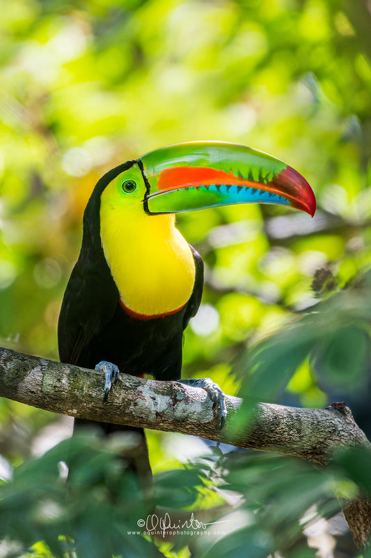 bird photo keel billed toucan by oquinterophotography