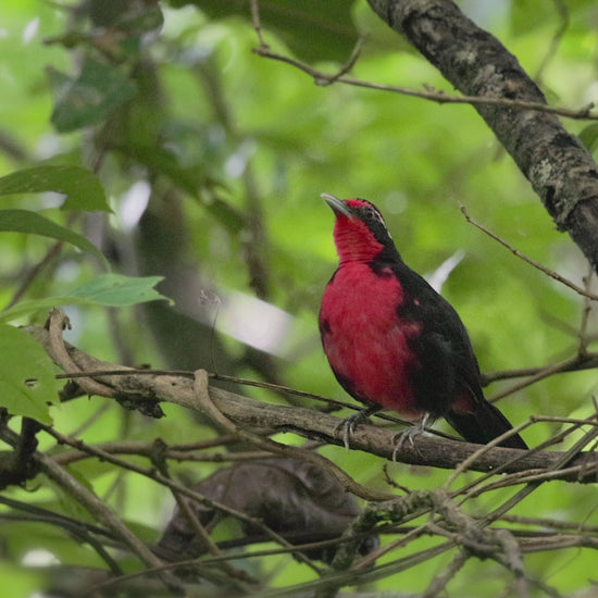 bird video Rosy Thrush-Tanager oquinterophotography