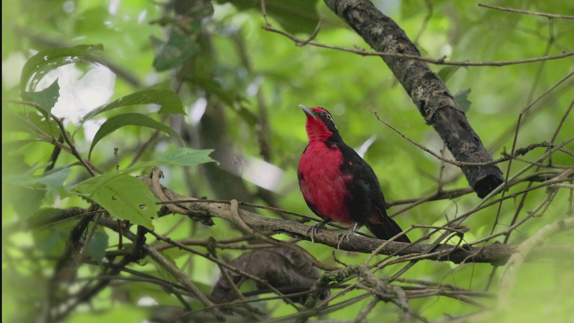 bird video Rosy Thrush-Tanager oquinterophotography