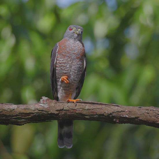 birds video double toothed kite