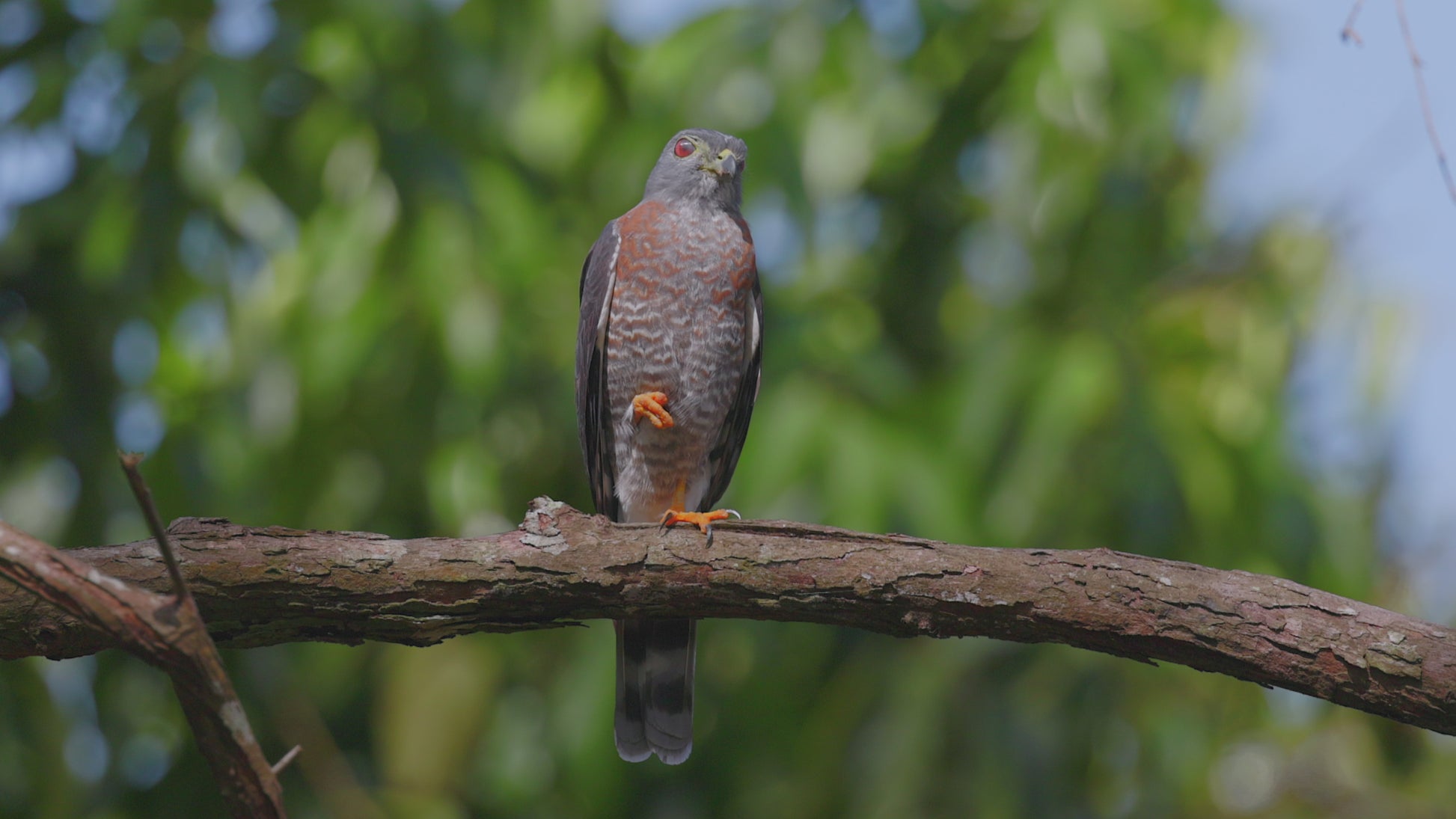 birds video double toothed kite