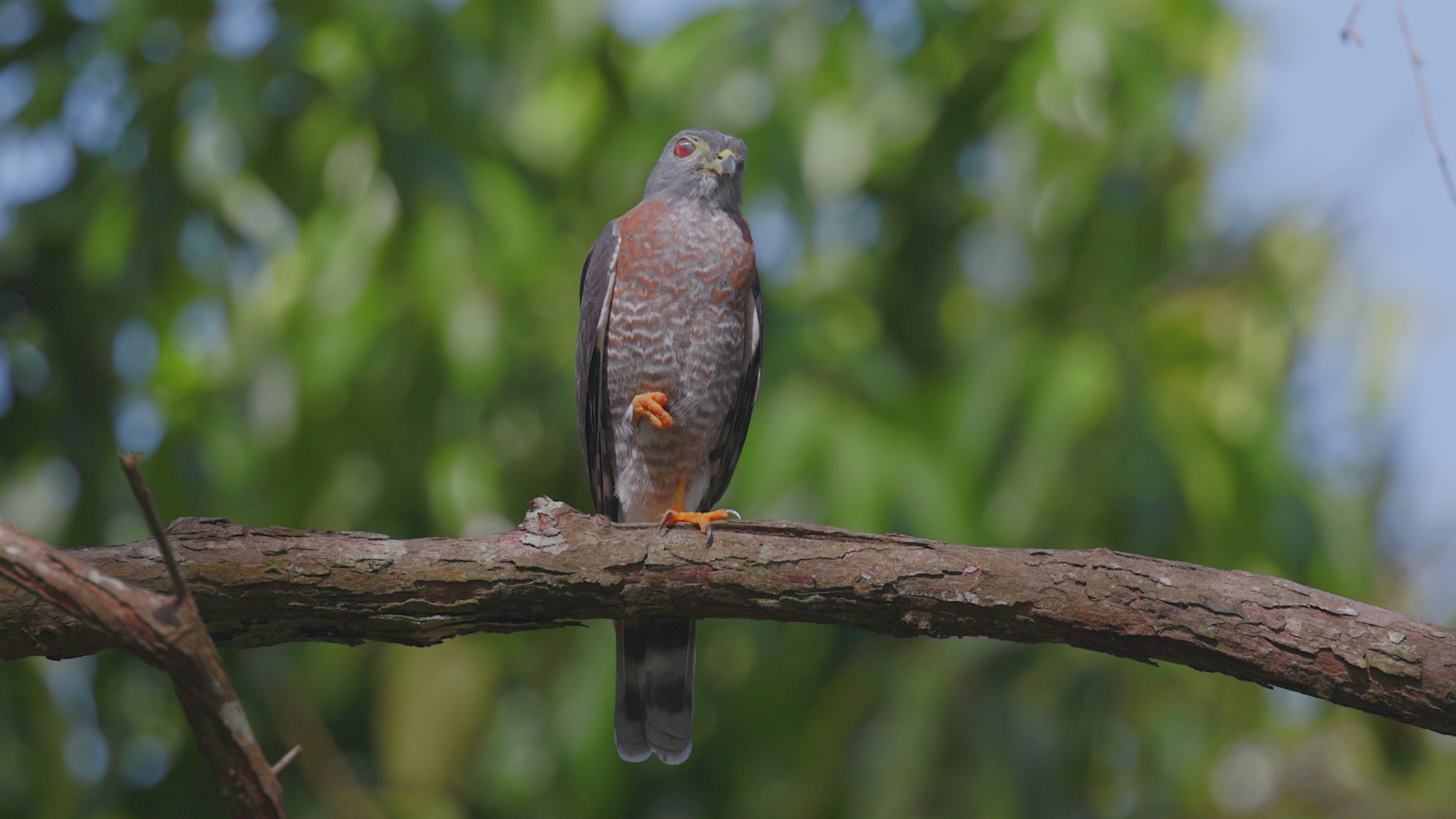 birds video double toothed kite