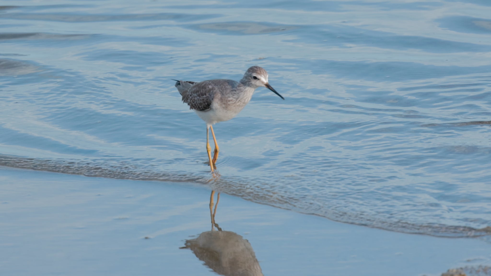 bird video lesser yellowlegs