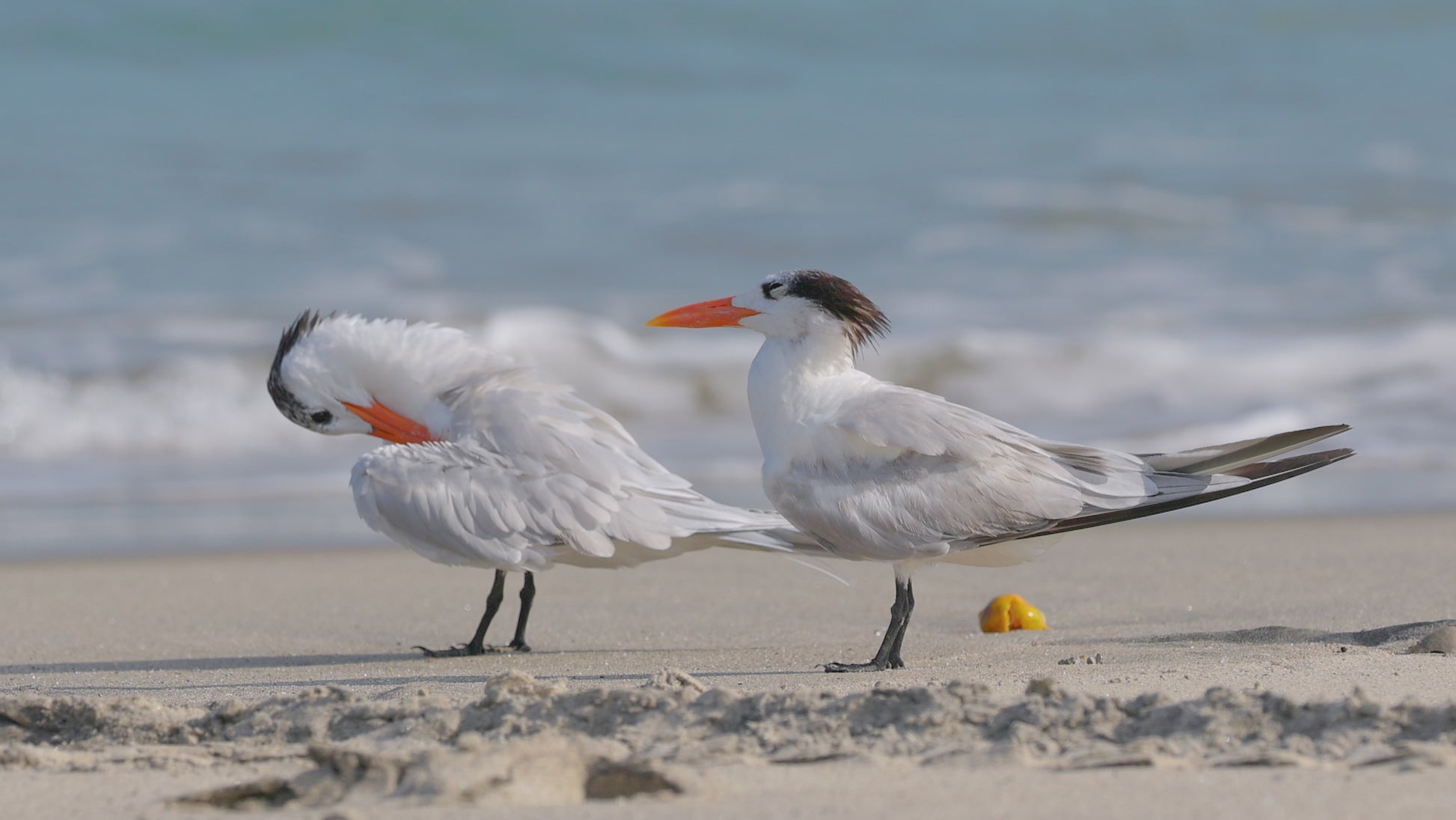 bird video royal terns
