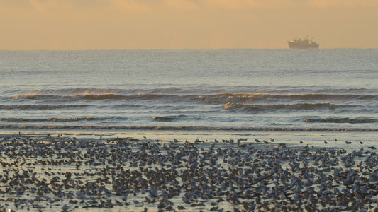 bird video shorebirds