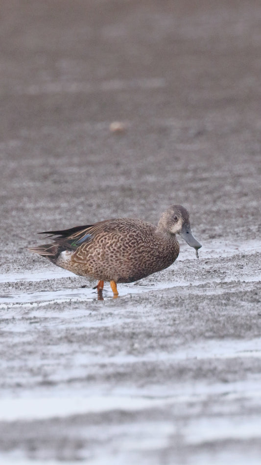 bird video blue winged teal