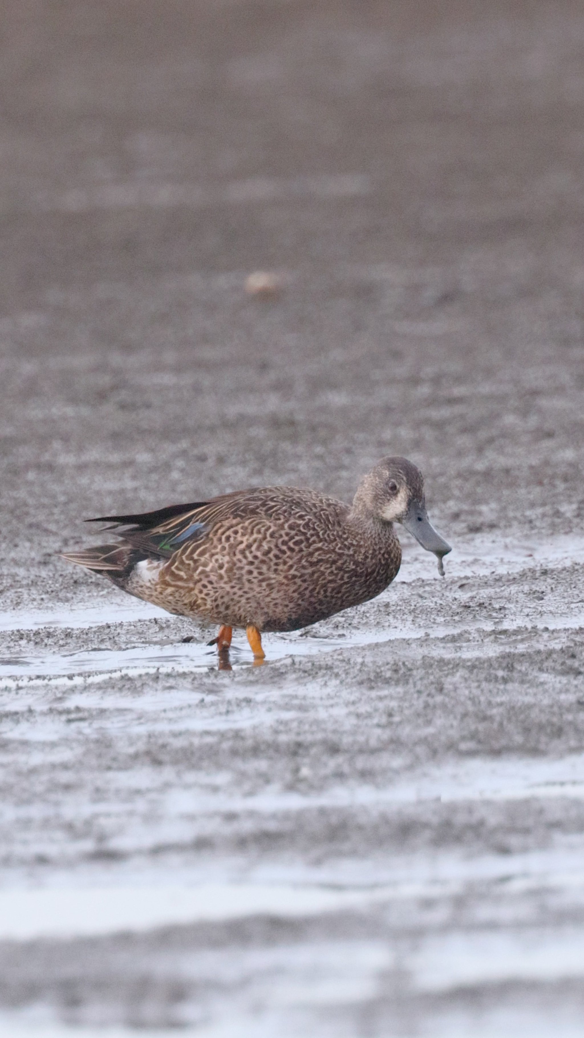 bird video blue winged teal