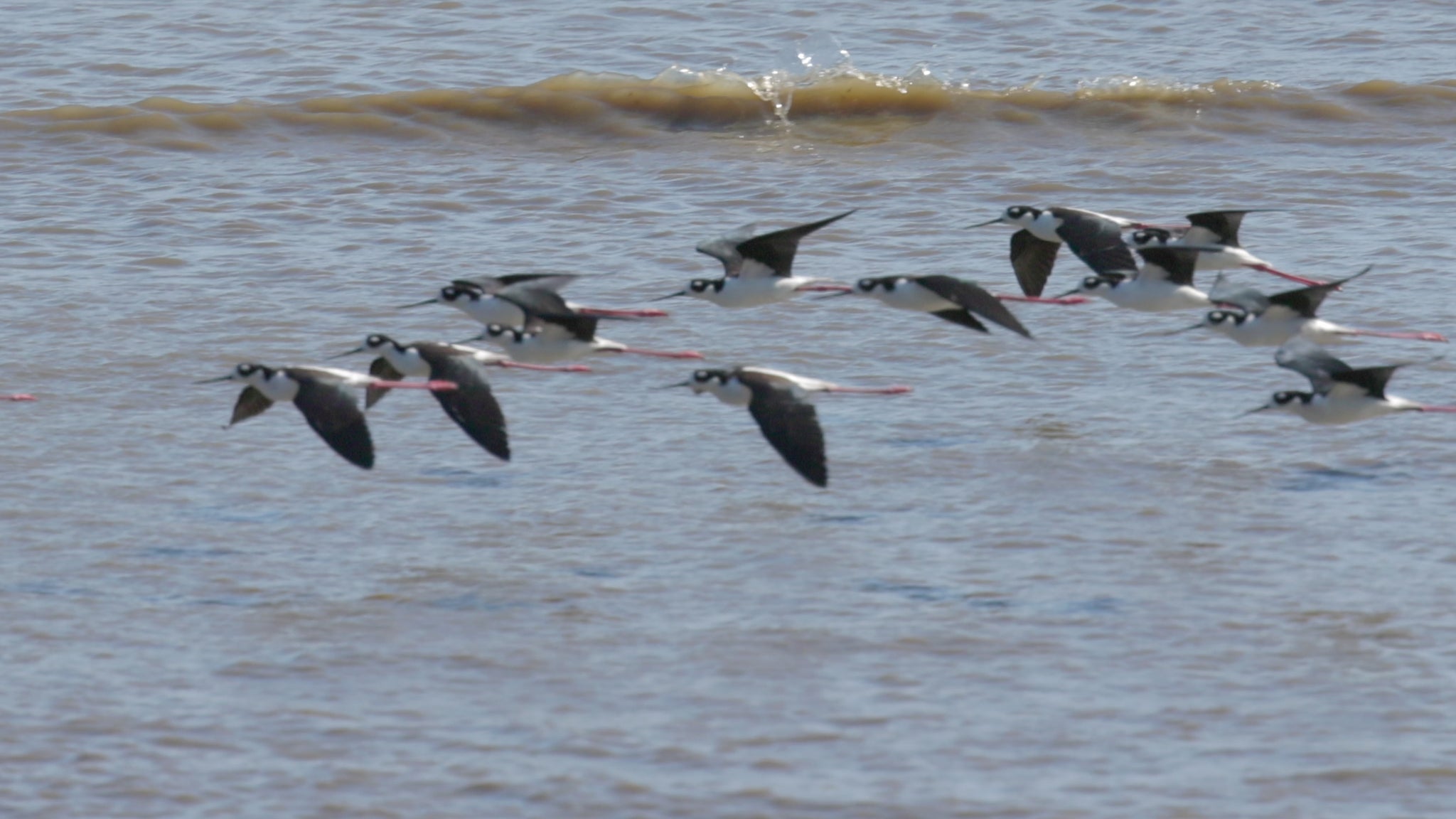 birds video black necked stilts in flight