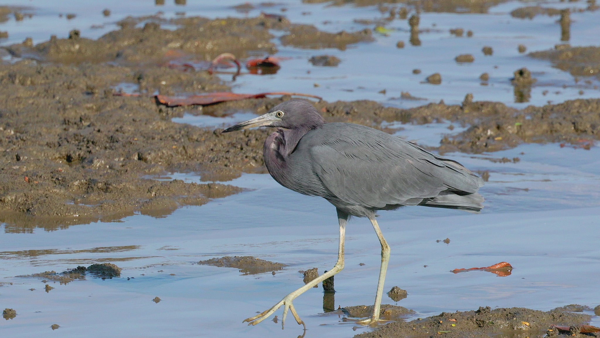 bird video little blue heron