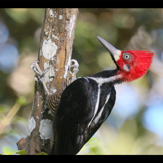 bird video crimson crested woodpecker