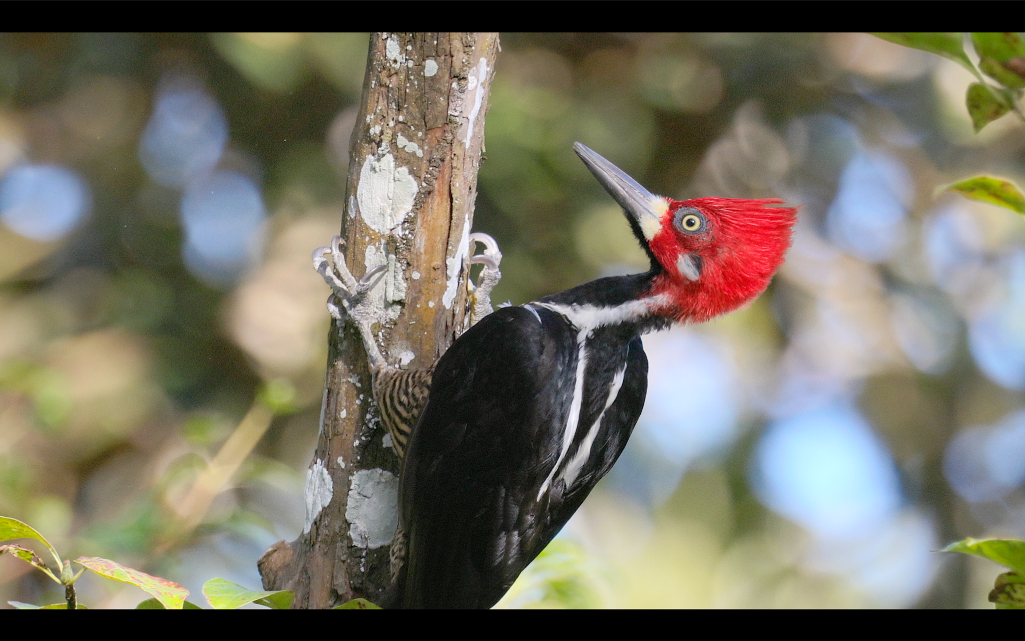 bird video crimson crested woodpecker