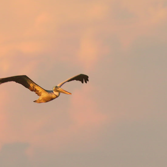 bird video pelican in flight
