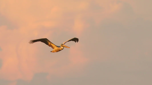 bird video pelican in flight