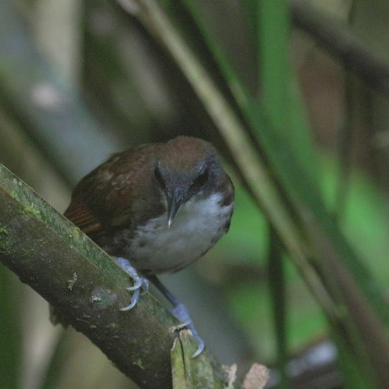 bird video bicolored antbird