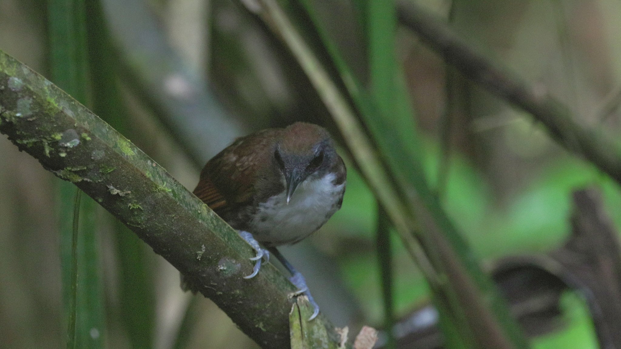 bird video bicolored antbird