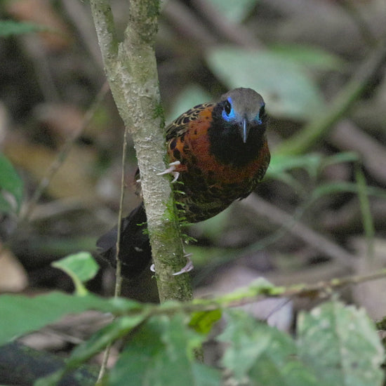 bird video ocellated antbird