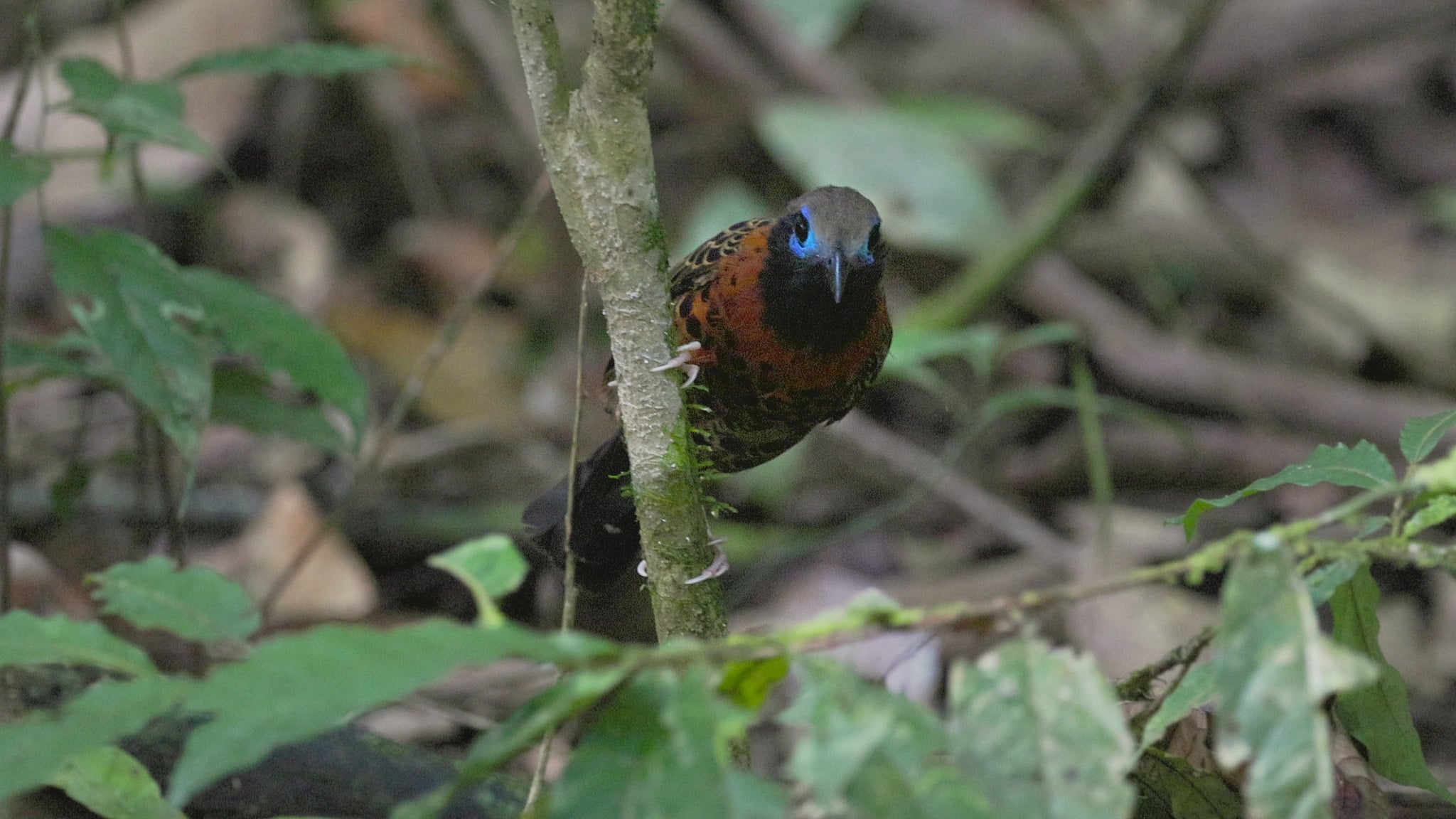 bird video ocellated antbird