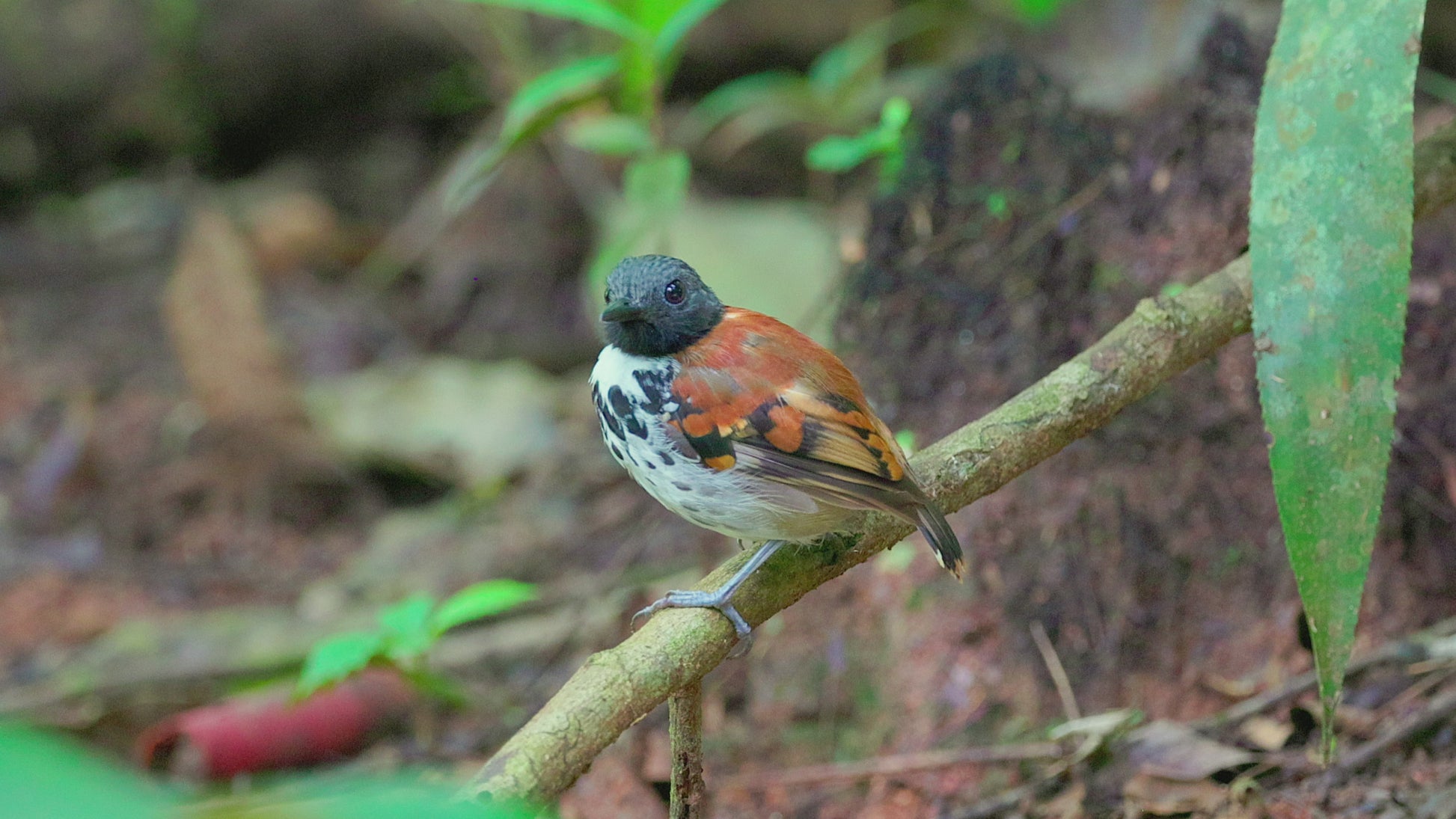 bird photo spotted antbird