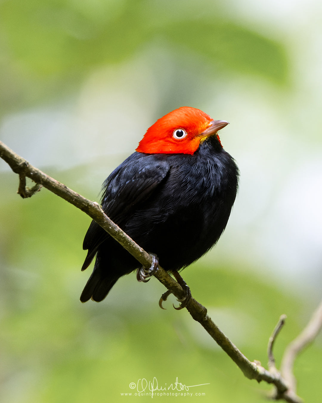 bird photo red capped manakin