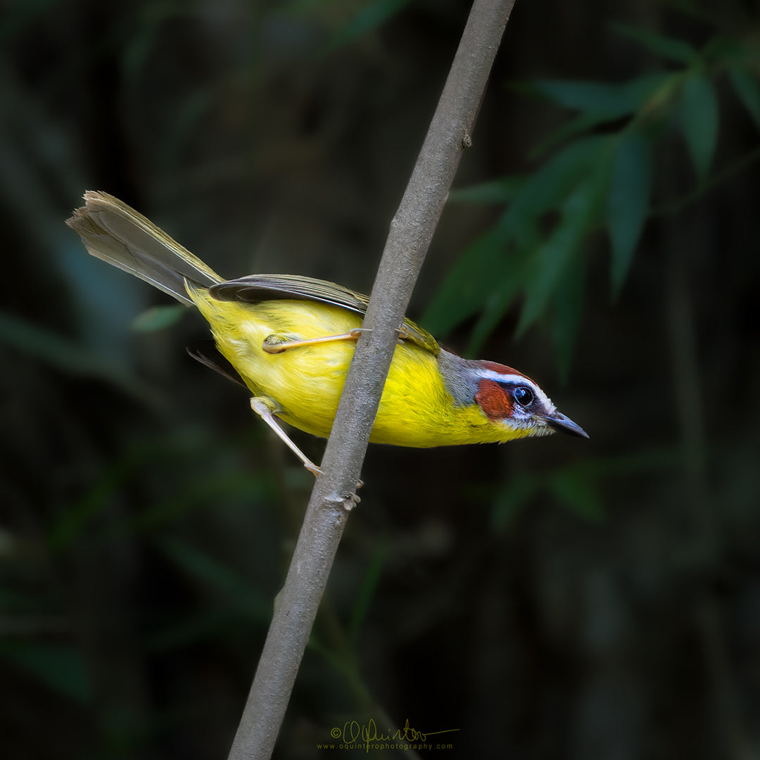 bird photo chestnut capped warbler