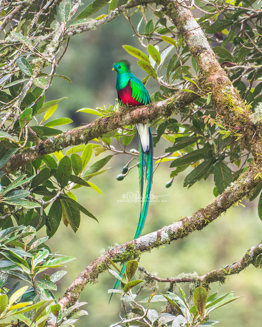 bird photo resplendent quetzal by oquinterophotography