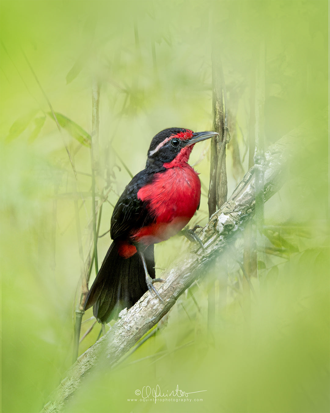 bird photo rosy thrush tanager