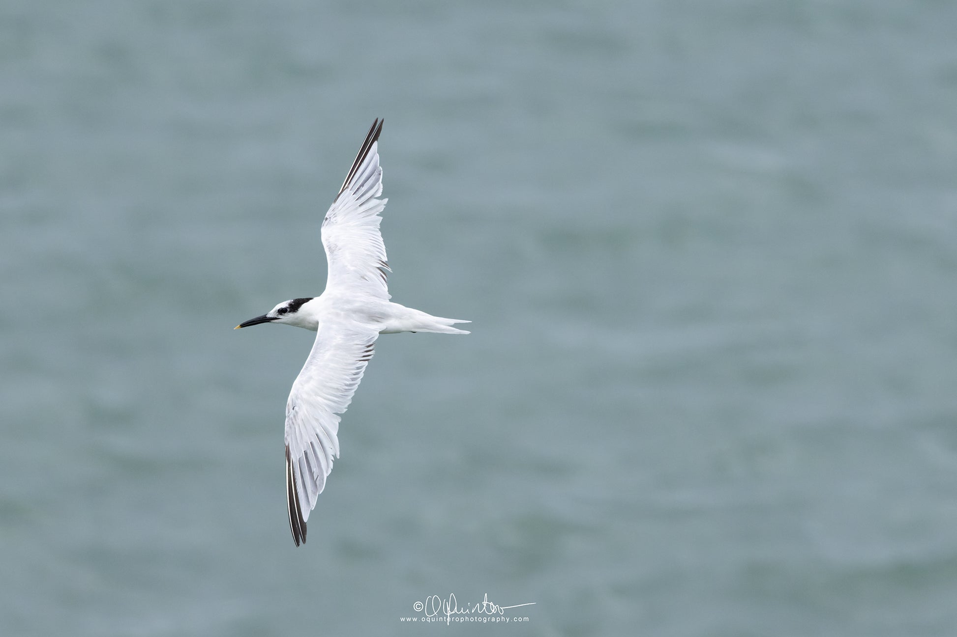 bird photo sandwich tern in flight