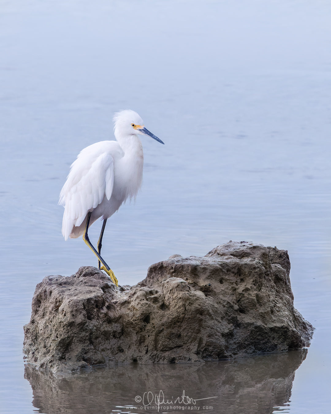 bird photo snowy egret on rock