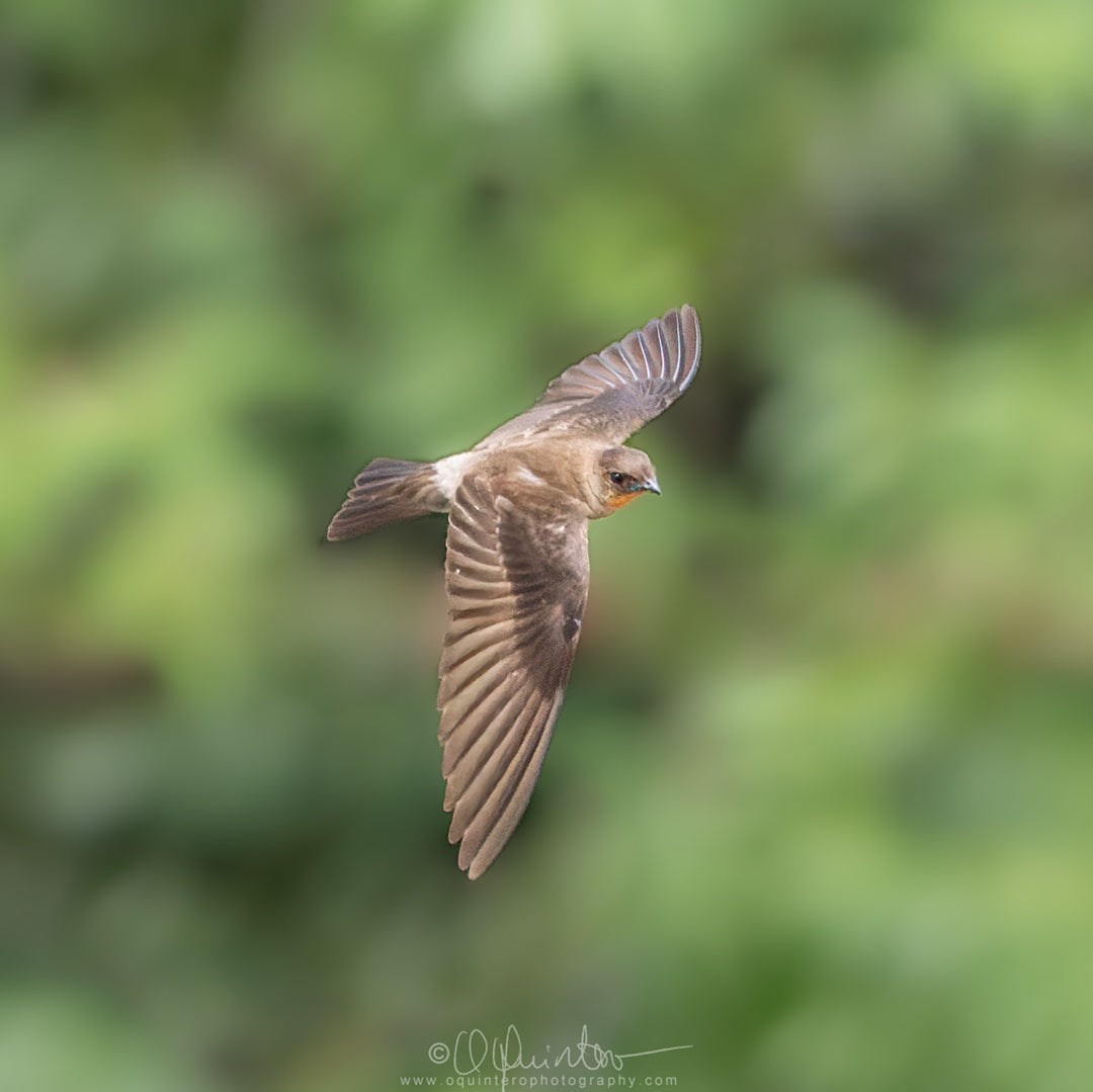 bird photo southern rough winged swallow in flight