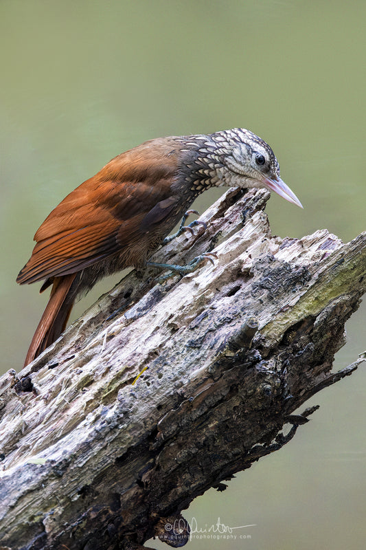 bird photo straight billed woodcreeper