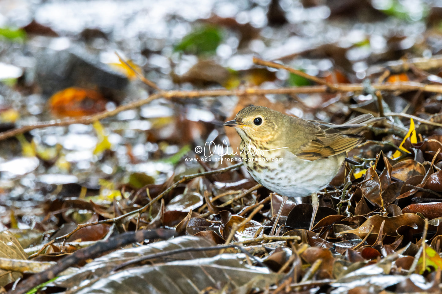 Swainson's Thrush