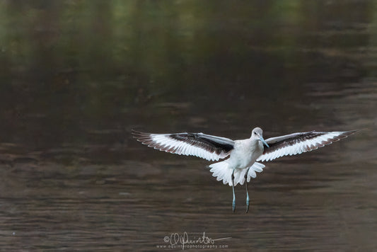 bird photo willet in flight