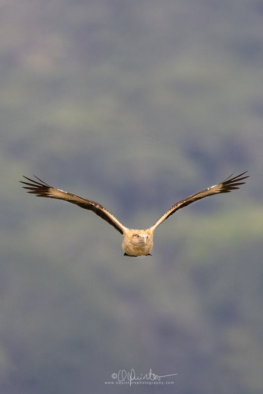 bird photo yellow headed caracarar in flight