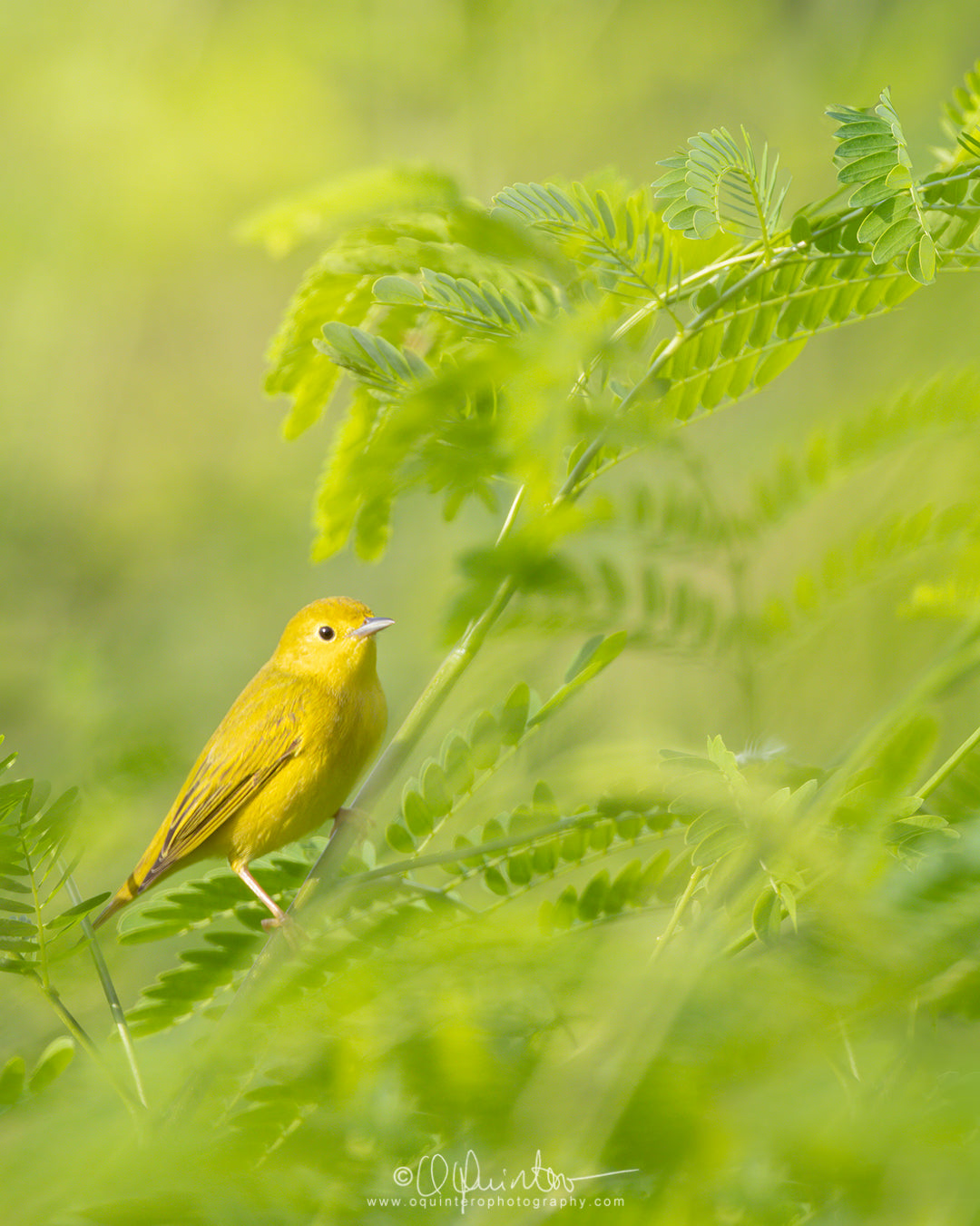 bird photo yellow warbler
